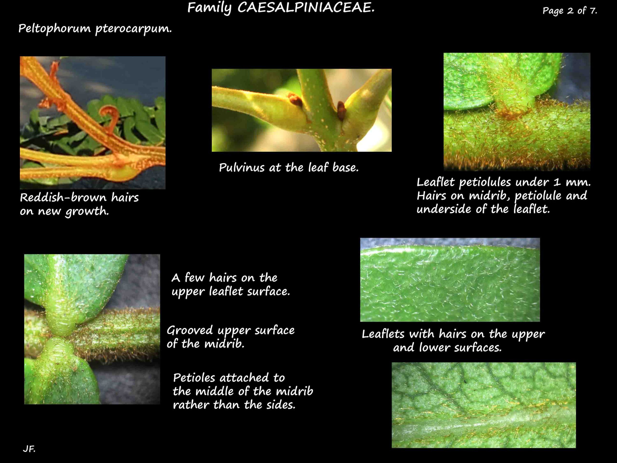 2  Peltophorum leaves